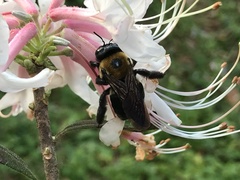 Xylocopa virginica image