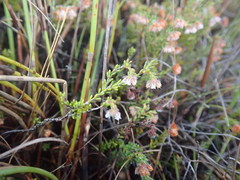 Erica ioniana