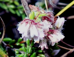 Erica ioniana