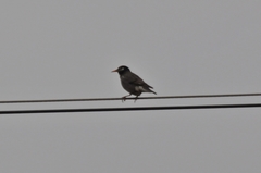 Spodiopsar cineraceus