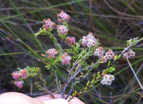 Ionian Heath (Erica ioniana)