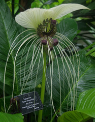 Tacca integrifolia