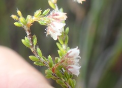 Erica ioniana