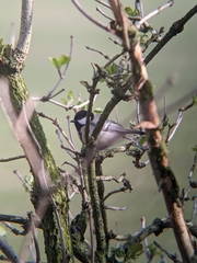 Parus major