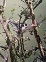 Parus major