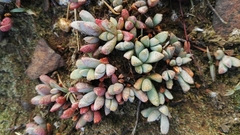 Mossia intervallaris