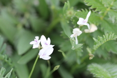 Astragalus leptaleus