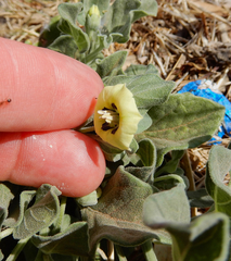 Physalis mollis