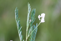 Astragalus leptaleus