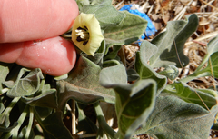 Physalis mollis
