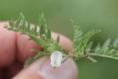 Astragalus leptaleus