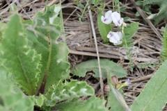 Astragalus leptaleus