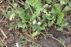 Astragalus leptaleus