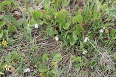 Astragalus leptaleus