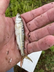 Hydrocynus vittatus