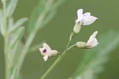 Astragalus leptaleus