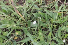 Astragalus leptaleus