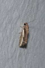 Etanna albisecta