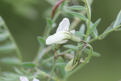 Astragalus leptaleus