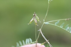 Astragalus leptaleus