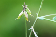 Astragalus leptaleus
