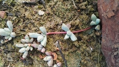 Mossia intervallaris