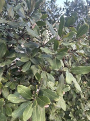 Euclea natalensis obovata