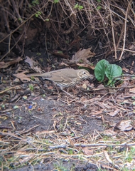Turdus philomelos