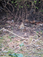Turdus philomelos