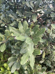 Euclea natalensis obovata