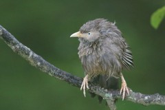 Argya affinis taprobanus