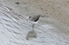 Tringa ochropus
