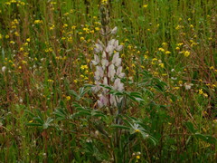 Lupinus palaestinus
