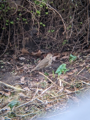 Turdus philomelos