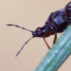 Anthocoris nemoralis
