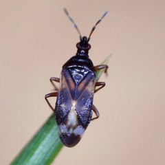 Anthocoris nemoralis