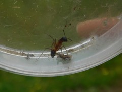 Camponotus fellah