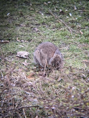Oryctolagus cuniculus
