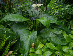 Tacca integrifolia