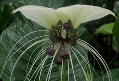 Tacca integrifolia