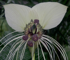 Tacca integrifolia
