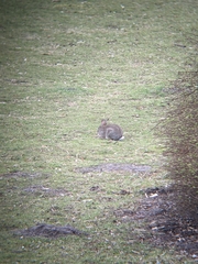 Oryctolagus cuniculus