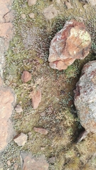 Mossia intervallaris