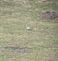 Motacilla alba