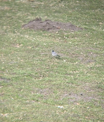 Motacilla alba