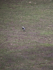 Motacilla alba