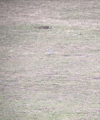 Motacilla alba