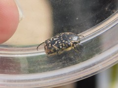 Oxythyrea noemi