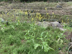 Brassica rapa pekinensis
