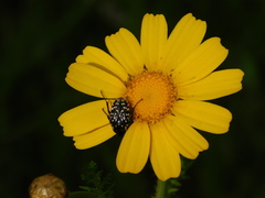 Oxythyrea noemi